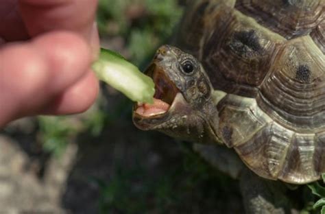 烏龜的家|【養烏龜懶人包】：從新手到專家，1篇就搞定